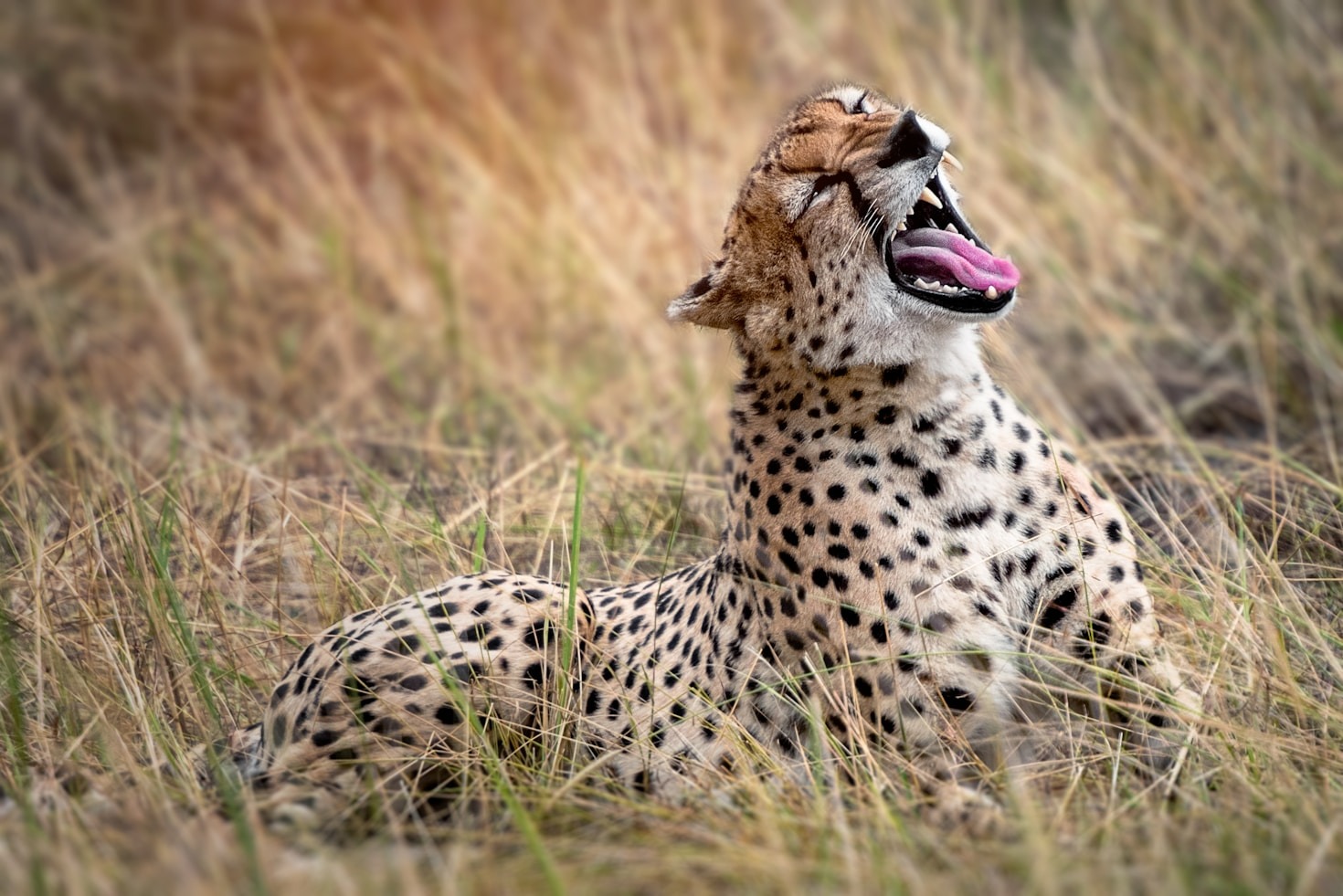 Why Serengeti is a Photographer’s Paradise