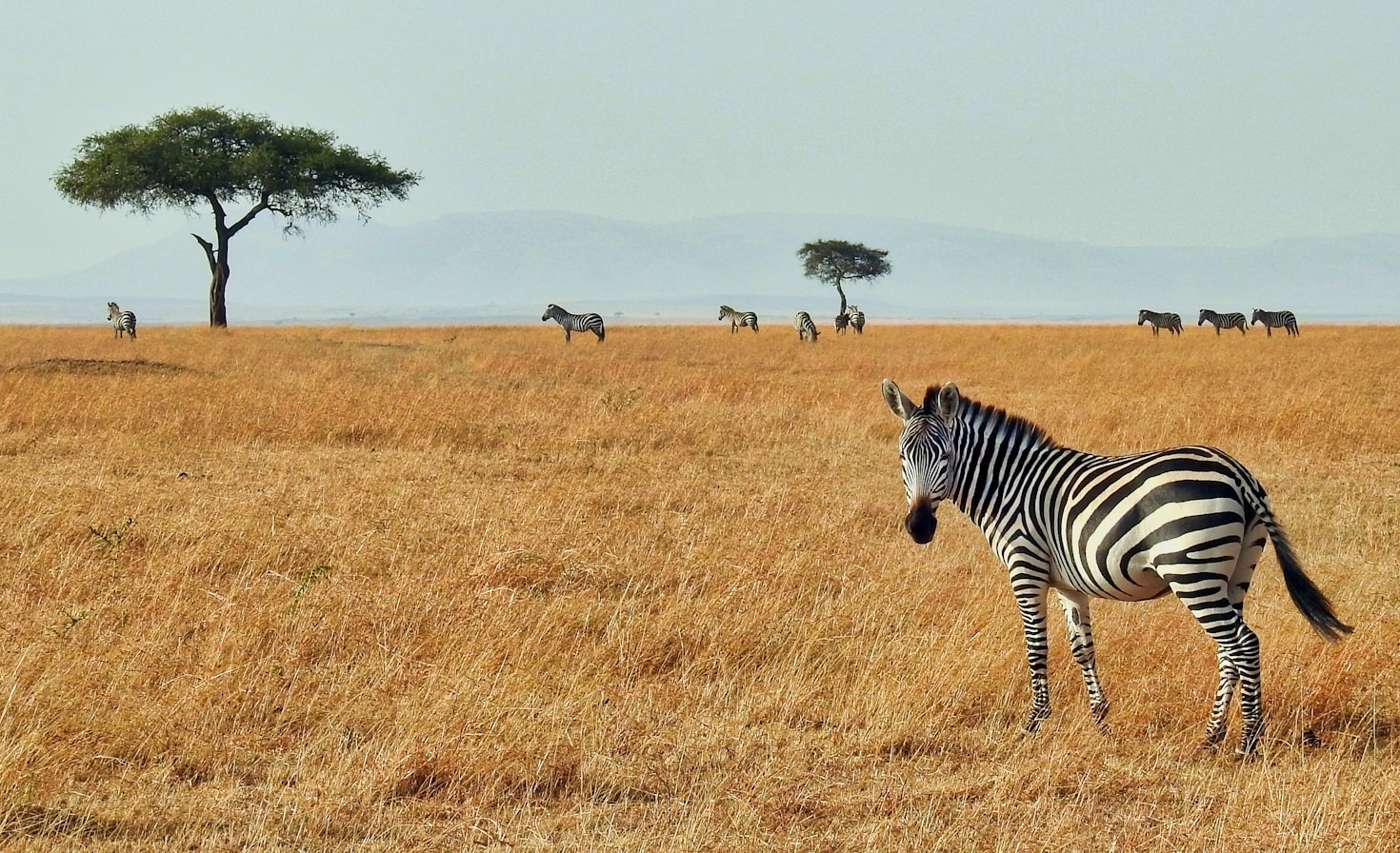 Adventure Awaits: Exploring Tanzania’s Wild Side