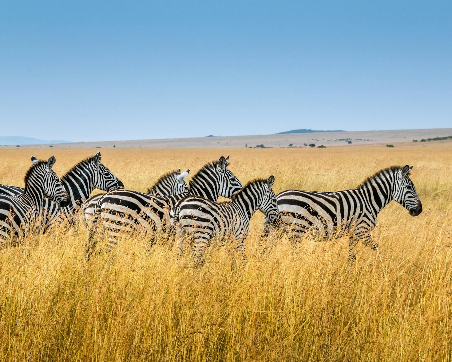 Conservation and Luxury: A Perfect Safari Balance