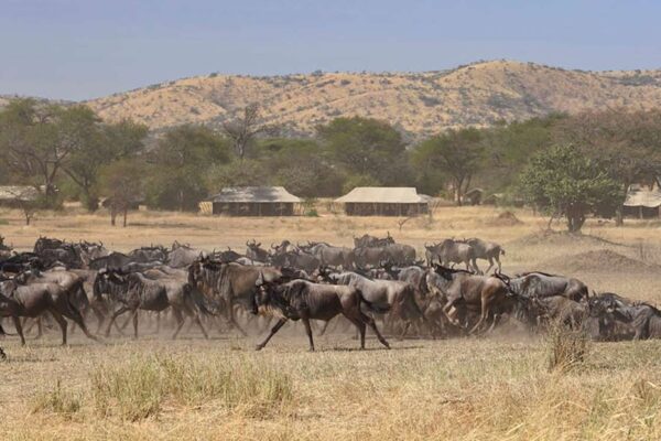 Serengeti Safari Experts Tanzania Serengeti Safari Experts Tanzania