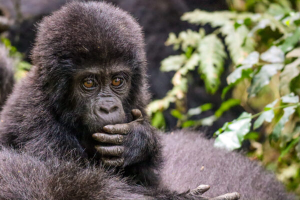 7-Day Bwindi and Serengeti Safari Package 7-Day Bwindi and Serengeti Safari Package
