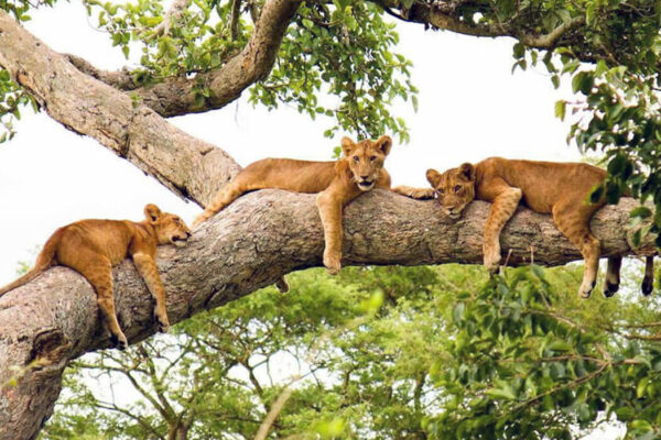 8-Day Uganda and Tanzania Safari Package 8-Day Uganda and Tanzania Safari Package