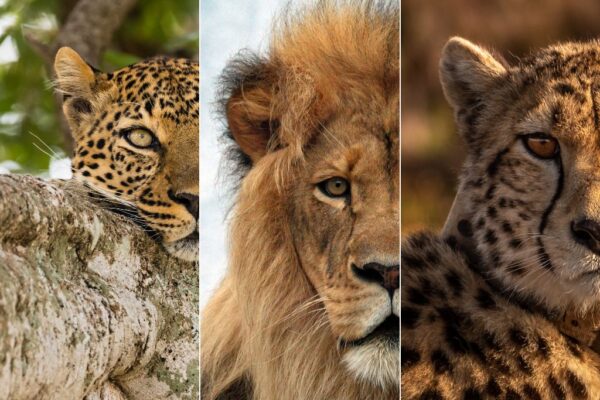 Big-cat tracking Big-cat tracking