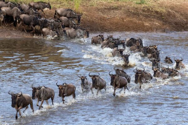 Great Migration & River Crossings Great Migration & River Crossings