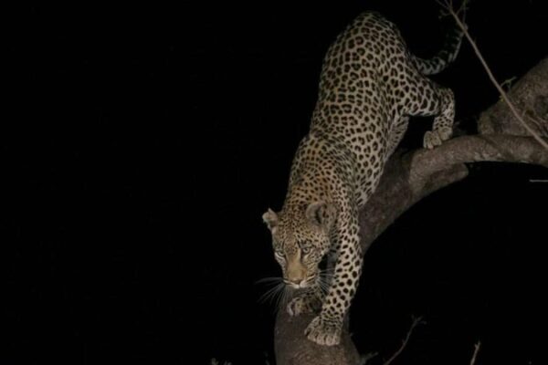 Night Drives & Nocturnal Wildlife Night Drives & Nocturnal Wildlife