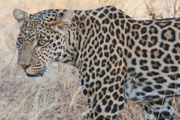 Ruaha National Park Ruaha National Park