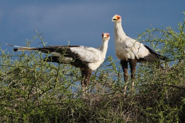 Serengeti Birding Safaris & Avifauna Serengeti Birding Safaris & Avifauna