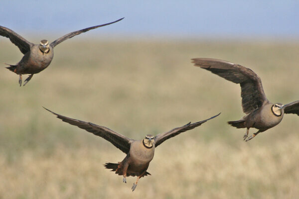 Serengeti Birdwatching Serengeti Birdwatching