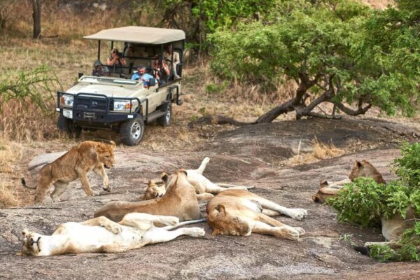 Serengeti Game Drives Serengeti Game Drives