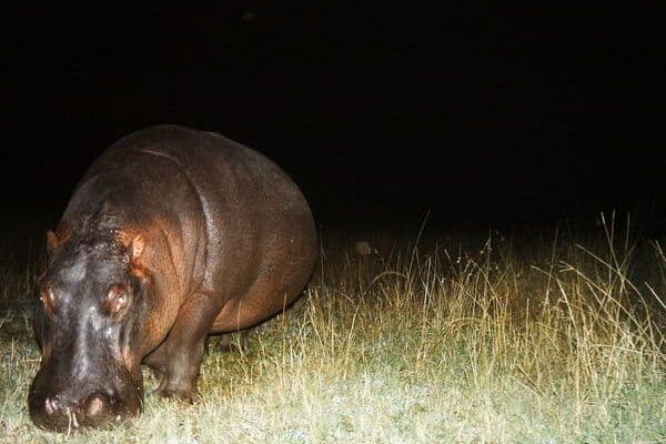 Serengeti Nocturnal Discovery Serengeti Nocturnal Discovery