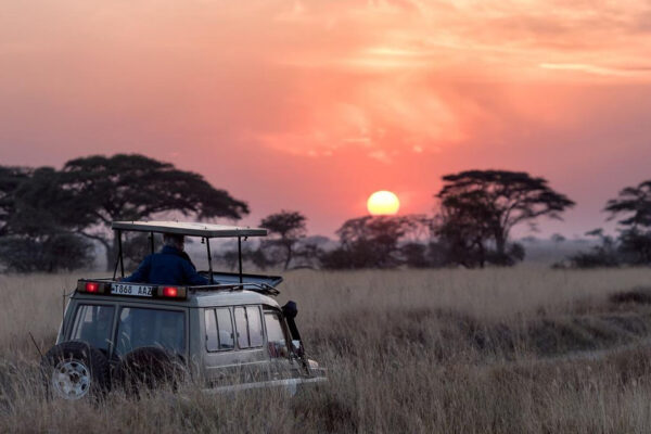 Serengeti Safari Cost Serengeti Safari Cost