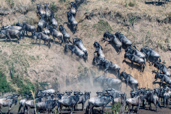 Wildebeest Great Migration Wildebeest Great Migration
