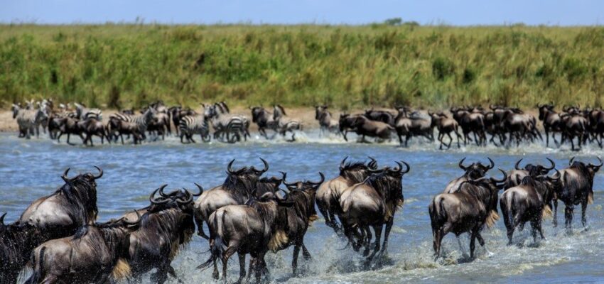 Wildebeest Tanzania Wildebeest Tanzania