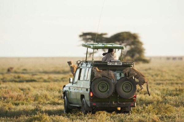 serengeti safari Tour serengeti safari Tour