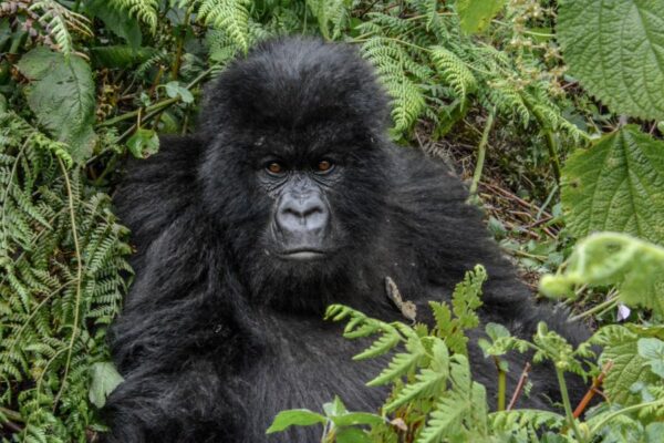 10-Day Great Apes Itinerary in Uganda and Rwanda 10-Day Great Apes Itinerary in Uganda and Rwanda