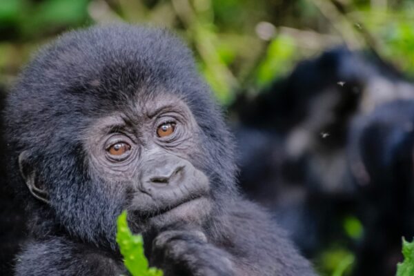 3-Day Gorilla Trekking in Rwanda 3-Day Gorilla Trekking in Rwanda