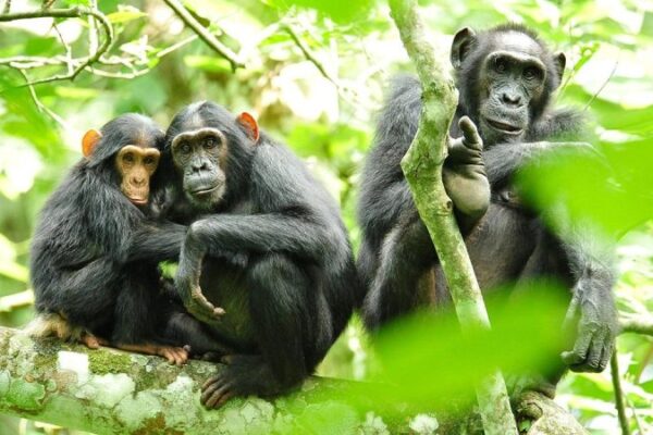 4-Day Rwanda Gorillas and Chimpanzees Trek 4-Day Rwanda Gorillas and Chimpanzees Trek