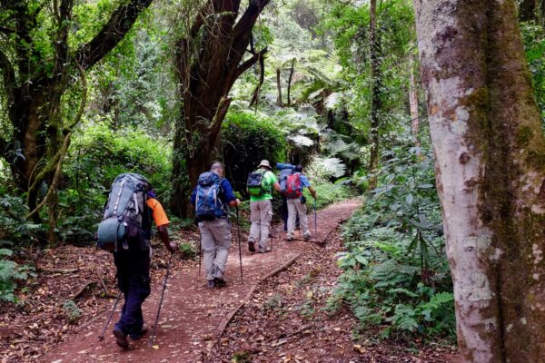 8-Day Kilimanjaro Lemosho Route Hike 8-Day Kilimanjaro Lemosho Route Hike