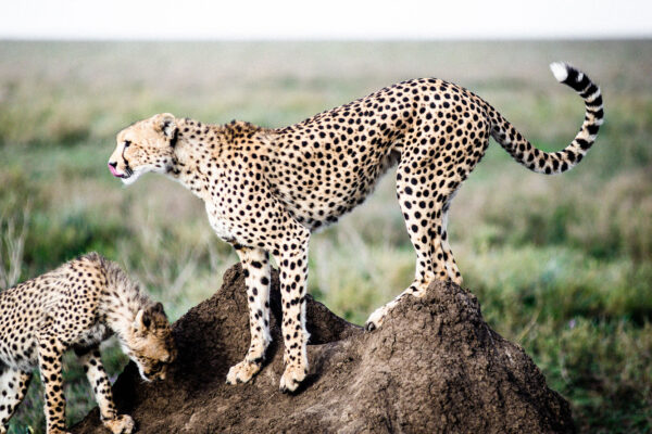 Financial Protection Serengeti Financial Protection Serengeti