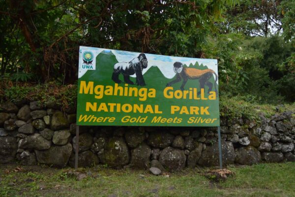 mgahinga national park gorillas Mgahinga National Park