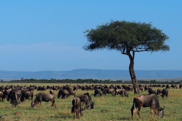Serengeti-Mara Ecosystem Serengeti-Mara Ecosystem