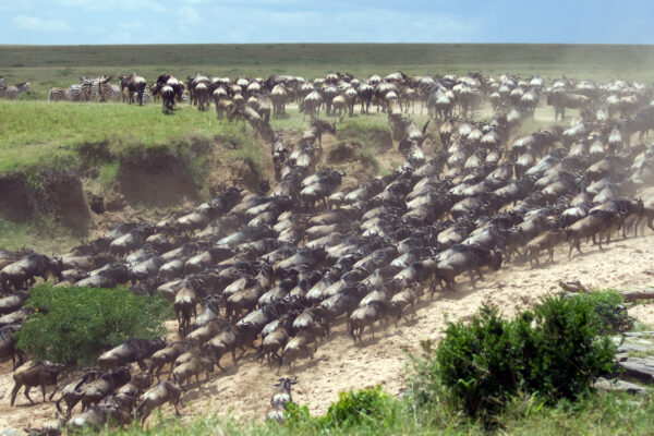Serengeti-Mara Ecosystem Serengeti-Mara Ecosystem