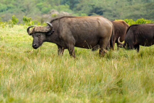 1-Day Arusha National Park 1-Day Arusha National Park