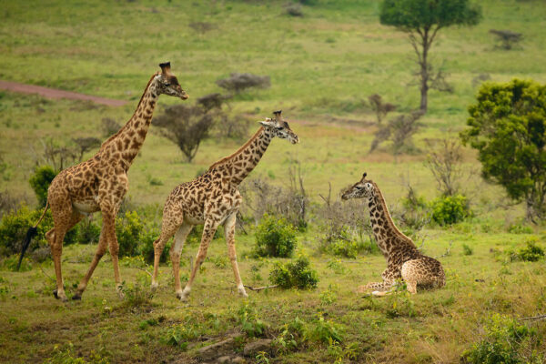 1-Day Arusha National Park Safari 1-Day Arusha National Park