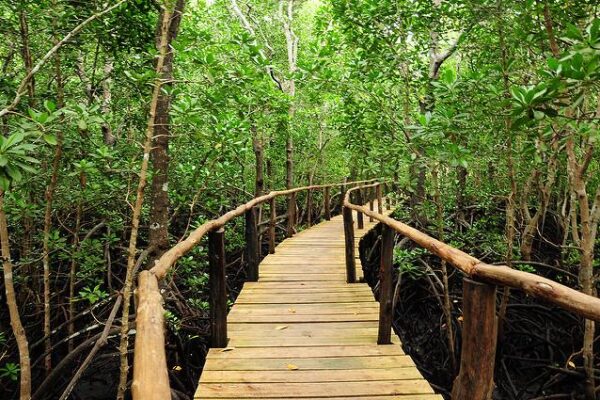 1-Day Jozani Forest Walk 1-Day Jozani Forest Walk