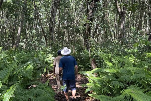 1-Day Jozani Forest Walk 1-Day Jozani Forest Walk