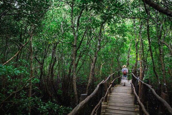 1-Day Jozani Forest Walk 1-Day Jozani Forest Walk