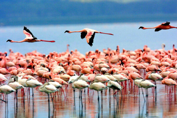 1-Day Lake Manyara 1-Day Lake Manyara