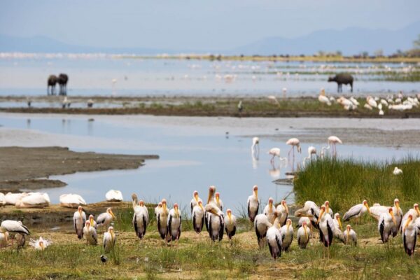 1-Day Lake Manyara 1-Day Lake Manyara