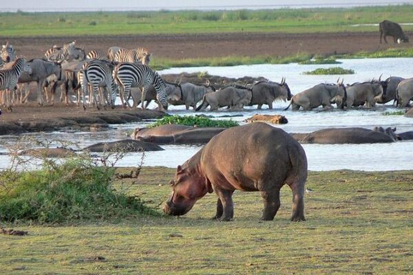 1-Day Lake Manyara Day Trip 1-Day Lake Manyara