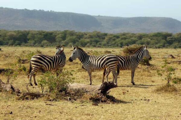 1-Day Lake Manyara Safari 1-Day Lake Manyara