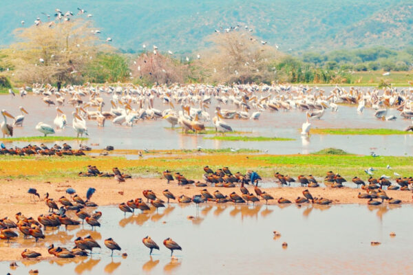 1-Day Lake Manyara Trip 1-Day Lake Manyara