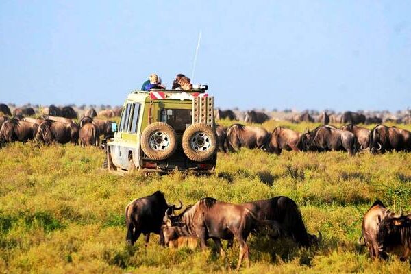 1-Day Ngorongoro Crater Safari 1-Day Ngorongoro Crater Safari