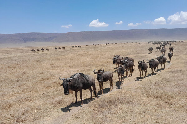 1-Day Ngorongoro Crater Safari 1-Day Ngorongoro Crater Safari