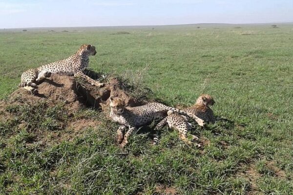 1-Day Ngorongoro Crater Safari 1-Day Ngorongoro Crater Safari