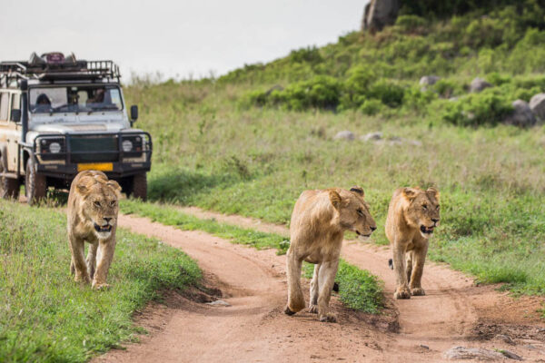 1-Day Serengeti Safari 1-Day Serengeti Safari