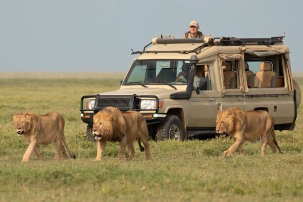 1-Day Serengeti Safari 1-Day Serengeti Safari