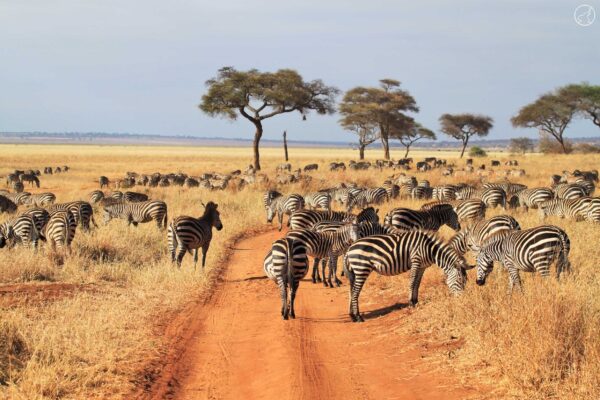1-Day Tarangire Safari 1-Day Tarangire Safari