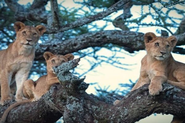 1-Day Tarangire Safari 1-Day Tarangire Safari