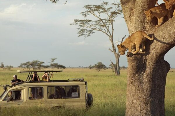 1-Day Tarangire Safari 1-Day Tarangire Safari