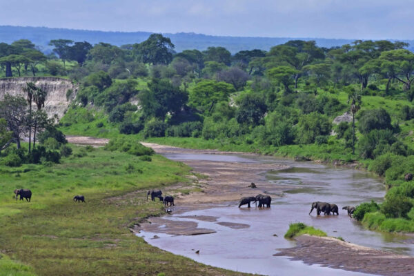 1-Day Tarangire Safari 1-Day Tarangire Safari
