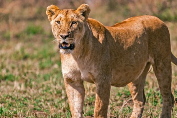6-Day Serengeti Safari 6-Day Serengeti Safari
