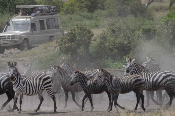 6-Day Serengeti Safari 6-Day Serengeti Safari