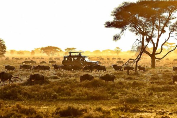 7-Day Serengeti Safari 7-Day Serengeti Safari