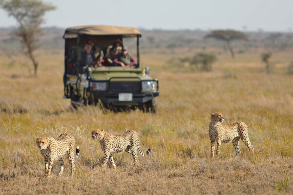 7-Day Serengeti Safari 7-Day Serengeti Safari