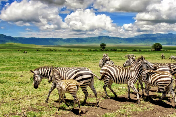 8-Day Tanzania Safari 8-Day Tanzania Safari